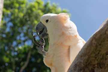 Pink cacatua bird in Bali zoo portrait. 