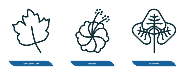 set of 3 linear icons from nature concept. outline icons such as gooseberry leaf, hibiscus, reniform vector