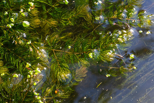 Close up of the aquatic plant Ceratophyllum coontails, hornworts floating on the surface of the water in a pond. Europe