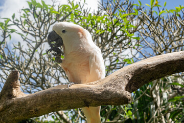 Obraz premium Pink cacatua bird in Bali zoo portrait. 