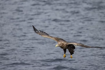  The sea eagle is Northern Europe's largest nesting bird of prey and the fourth largest of the world's eagles,Nordland county,Norway © Gunnar E Nilsen