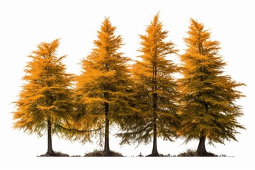 Bald cypress trees in a cluster during autumn, isolated on a white background. Generative AI
