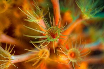 Yellow Parazoanthus (Parazoanthus axinellae. Gallipoli, Canakkale Türkiye.
