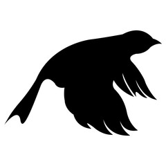 bird silhouette