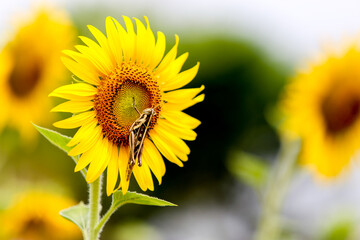 Sunflower natural background. Sunflower blooming. Close-up of sunflower.