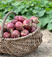 harvest organic onion . concept of organic vegetables