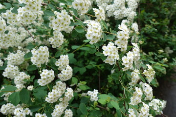 Small white flowers of Spiraea vanhouttei in May