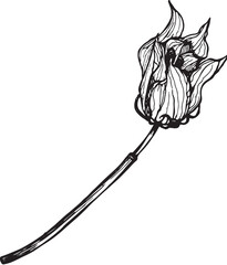 Closed Hibiscus flower bud. Black and white hand-drawn graphic translated into vector. Botanical illustration for printing on fabric, packaging, prints, stickers, posters, postcards