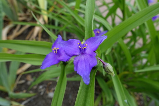 Virginia spiderwort with two purple flowers and a bud in May