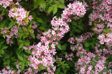 Mass of pink flowers of Weigela florida in mid May