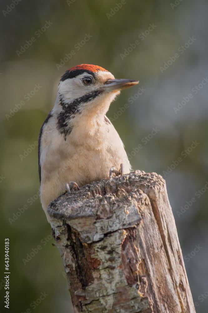 Wall mural A juvenile great spotted woodpecker, Dendrocopos major, poses at the top of an old tree trunk