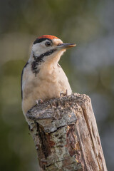 A juvenile great spotted woodpecker, Dendrocopos major, poses at the top of an old tree trunk