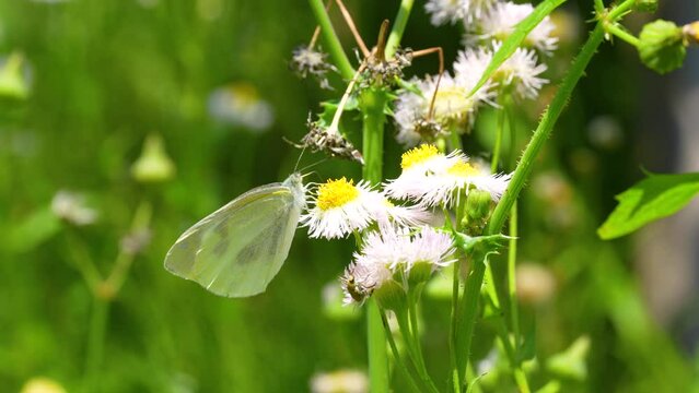 Pieris rapae (Small Cabbage White) nectaring on a Erigeron philadelphicus [zoomout]