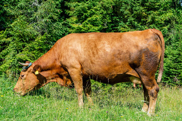 Cow on the meadow in Jaworki near Szczawnica (Poland)