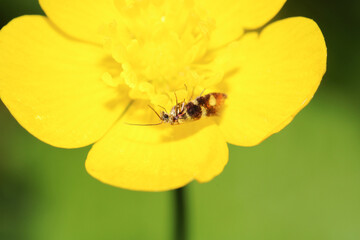 natural yellow oxalis dillenii photo