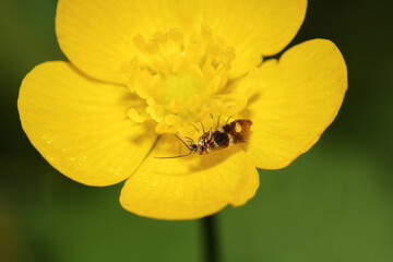 natural yellow oxalis dillenii photo