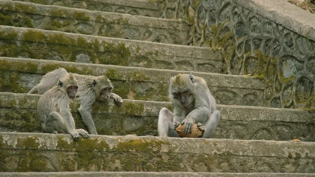 Family on monkeys sitting on stone steps with coconut