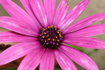 alpine aster purple flower macro photo