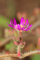 trailing ice plant flower macro photo