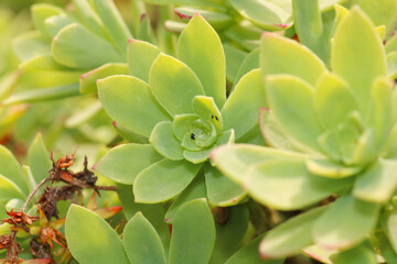 sedum palmeri succulent plant photo