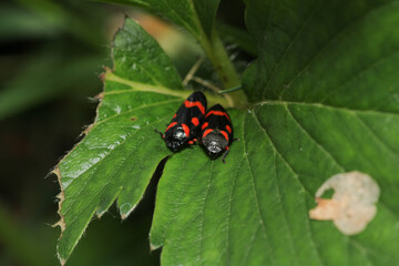 cercopis vulnerata insect macro photo