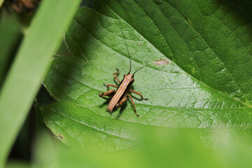 rufous grasshopper insect macro photo