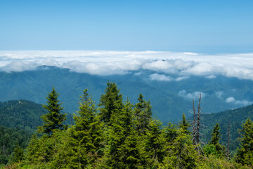 Foggy mountain landscape. Foggy and cloud-covered mountains. Foggy valleys. Foggy forest landscape. Black Sea mountains.Pokut Plateau. Kaçkar mountains. Rize, Türkiye.