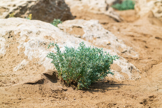 Sea Blite Suaeda maritima is green strub on beach