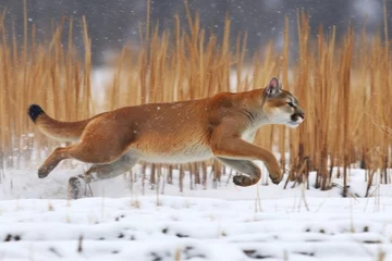 Tuinposter puma running at full speed in a snowy field © altitudevisual