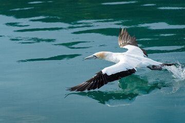 An Australasian gannet taking off after diving for fish in Picton Marina