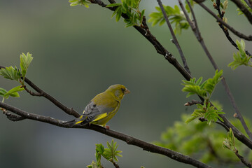 European greenfinch  (Chloris chloris) on a branch