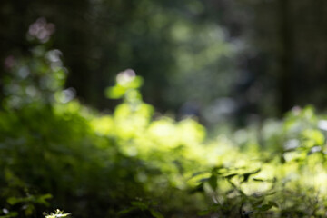 verschwommenes Bild aus dem Wald, Licht und Schatten, Strukturfoto