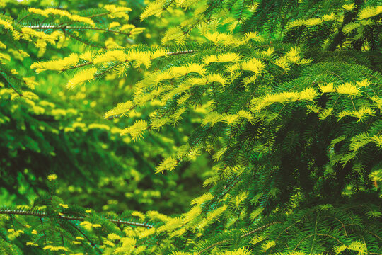 Young green shoots of a coniferous tree