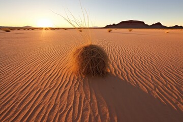 tumbleweed casts a long shadow on desert sand during sunset
