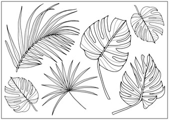Black contours of tropical branches and leaves on a white background. Tropical leaves for coloring books, creating various designs, patterns.