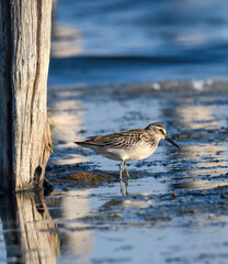 Broad-billed sandpiper ( Limicola falcinellus ) in nature