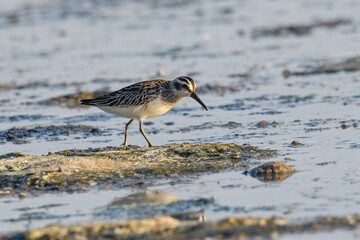 Broad-billed sandpiper ( Limicola falcinellus ) in nature