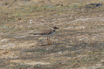 The dunlin (Calidris alpina) catching worms in the water