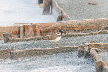 The dunlin (Calidris alpina) catching worms in the water