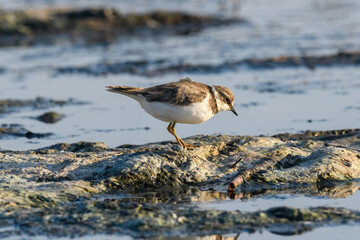 The dunlin (Calidris alpina) catching worms in the water