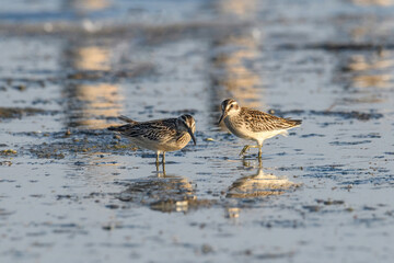 Broad-billed sandpiper ( Limicola falcinellus ) in nature