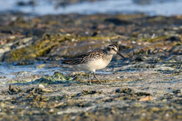Broad-billed sandpiper ( Limicola falcinellus ) in nature