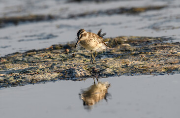 Broad-billed sandpiper ( Limicola falcinellus ) in nature