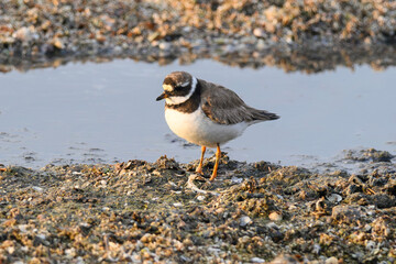 The dunlin (Calidris alpina) catching worms in the water
