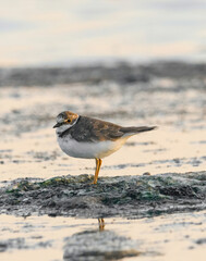 The dunlin (Calidris alpina) catching worms in the water