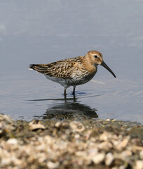 The dunlin (Calidris alpina) catching worms in the water