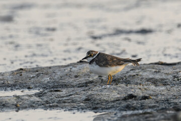 The dunlin (Calidris alpina) catching worms in the water