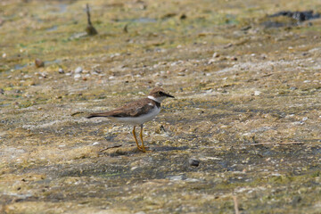 The dunlin (Calidris alpina) catching worms in the water