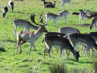 Naklejka na ściany i meble A herd of deer in Richmond wildlife park in London
