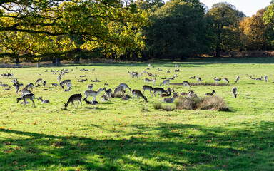 A herd of deer in Richmond wildlife park in London